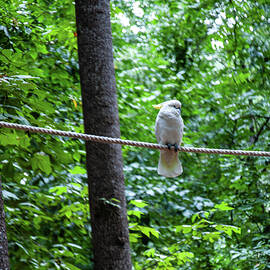 white parrot perched on a rope by Flees Photos