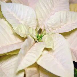 White Poinsettia by Alison Frank