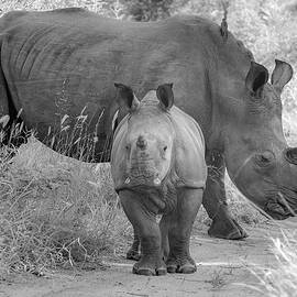 White Rhino and Calf by Rebecca Herranen