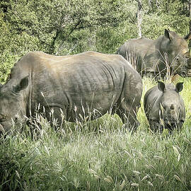 White Rhino Trio by Rebecca Herranen