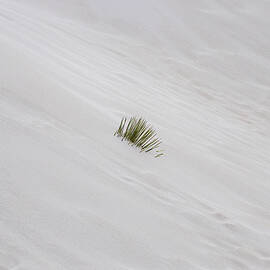 White Sand Yucca by Joe Schofield