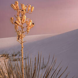 White Sands Yucca 2 by Rebecca Herranen