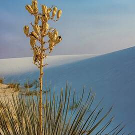 White Sands Yucca by Rebecca Herranen