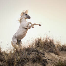 White Stallion Rearing on a Coastal Sandbank at Dawn by Joanne Eastope