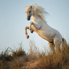 White Stallion Rearing on a Coastal Sandbank at Sunrise by Joanne Eastope
