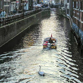 White Swan Follows Boat in Amsterdam Canal by Mary Lee Dereske