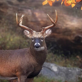 White-tail Buck in Autumn  by Theresa D Williams Smoky Mountains