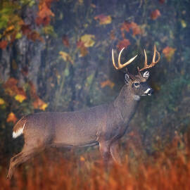 White Tail Deer in Autumn Forest by Theresa D Williams Smoky Mountains