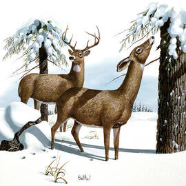 White-Tailed Deer and Eastern Hemlock by Don Balke