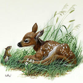 White-tailed Deer Fawn by Don Balke