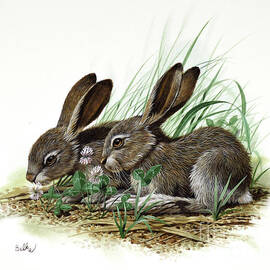 White-tailed Jackrabbit by Don Balke