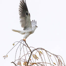 White-tailed Kite by Joe Fisher