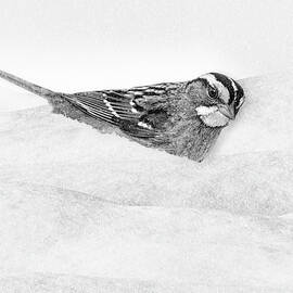 White Throated Sparrow BW by Susan Candelario