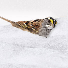 White Throated Sparrow by Susan Candelario