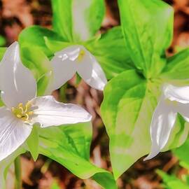 White Trillium Flowers in Bloom by Bruce Block
