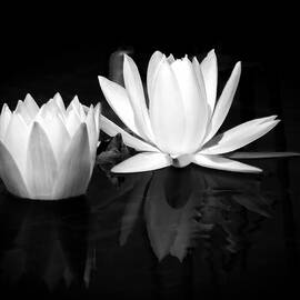 White Water Lilies in Black and White by Rebecca Herranen