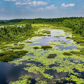 Whitesbog Summer Landscape by Louis Dallara
