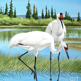 Whooping Cranes On Edge Of Pond by Chuck Ripper