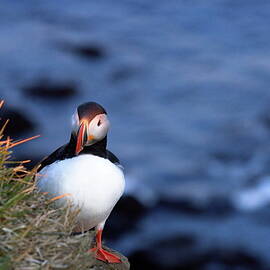 Who's there? by Christopher Mathews