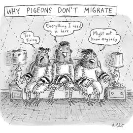 Why Pigeons Don't Migrate by Roz Chast