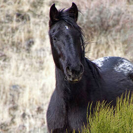 Wild black Appaloosa by Waterdancer