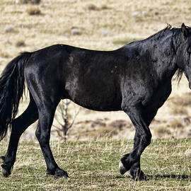 Wild black stallion mustang by Waterdancer