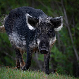 Wild Boar by Larry Marshall