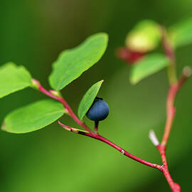 Wild but Shy Blueberry by Chad Thunberg