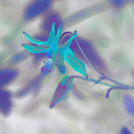 Wild Columbine by Bruce Block
