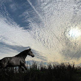 Wild Horse 3C - Ranger by Sally Fuller