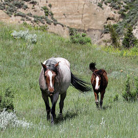 Wild Horses 12A by Sally Fuller