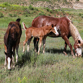 Wild Horses 13A by Sally Fuller