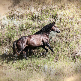 Wild Horses 3D by Sally Fuller