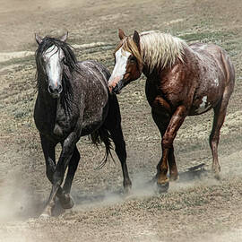 Wild Horses 4C by Sally Fuller