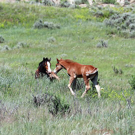 Wild Horses 8A by Sally Fuller