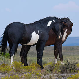 Wild Horses Embrace In Colorado Landscape by Rewild The Wild