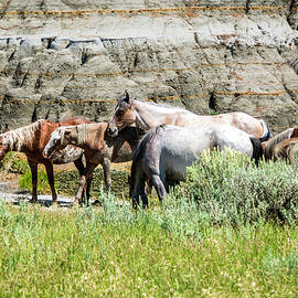 Wild Horses Grazing by Rocky Cliff by Debra Martz