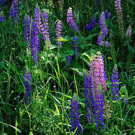 Wild Lupine in the Upper Peninsula Michigan by Mary Lee Dereske