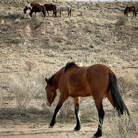 Wild New Mexico Horses Forage for Grass by Mary Lee Dereske
