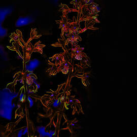 Wild Orchid by Bruce Block