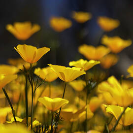 Wild Poppies of Arizona by Kevin Schwalbe