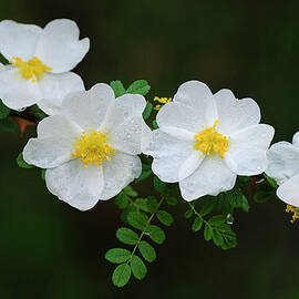 Wild Rose Branch in Color by Mary Lee Dereske