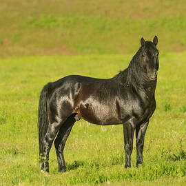 Wild Stallion Striking a Pose by Mike Lee
