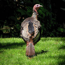 Wild Turkey by Steven Nelson