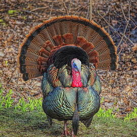 Wild Turkey Strutting Head On by Dale Kauzlaric