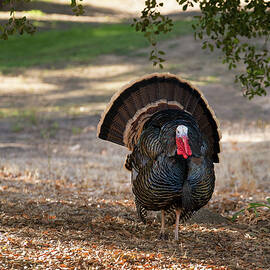 Wild turkeys strutting in sunshine by Steven Heap