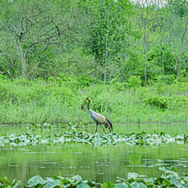 Wild World by Jonny D