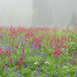 Wildflower Meadow at Mount Rainier National Park by Nancy Gleason