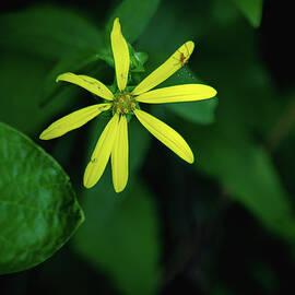 Wildflower with Insect by Cindy Robinson
