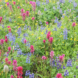 Wildflowers at Paradise, Mount Rainier National Park by Nancy Gleason